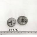 Click for 1 image(s) for this accession. FRUIT